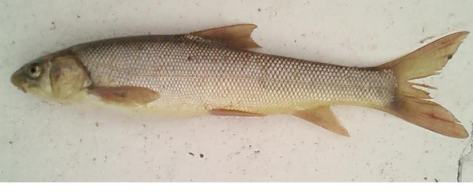 21 3.1.2. Balık materyali Araştırmada, Tuzla Çayı nda ve Tercan Baraj Gölü nde doğal olarak bulunan Cyprinidae familyasına mensup Capoeta capoeta umbla (Heckel, 1943) kullanılmıştır (Kuru 1975; Solak 1982).