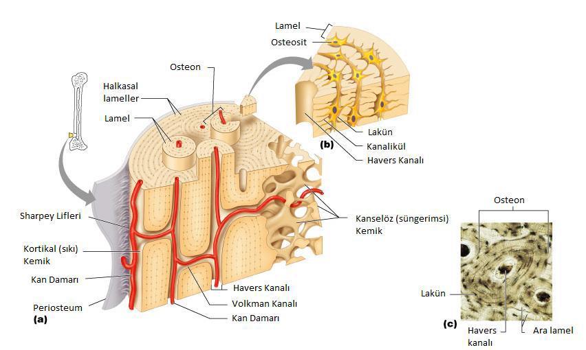 Şekil 3: Kemiğin mikroskobik yapısı gösterilmektedir (2). Osteonlar havers kanalı olarak adlandırılan bir santral kanal çevresinde konsantrik olarak yerleşmiş kemik lamellerinden oluşur.