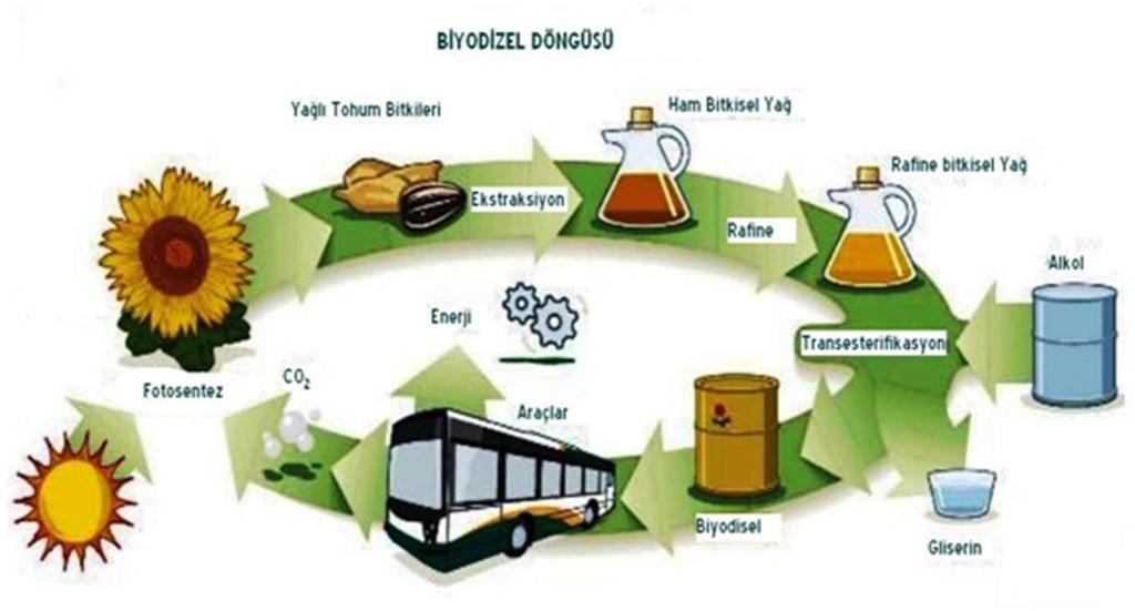 Biyodizelin Özellikleri Biyodizel dizel ile karşılaştırıldığında daha yüksek anma noktasına ve daha