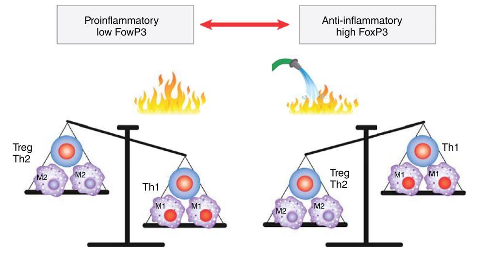 Sitokinler (Th1/Th2) T hücrelerin salgıladıkları sitokinlere ve bununla ilişkili fonksiyonlarına göre başlıca iki alt tipi (Th1 ve Th2) bulunmaktadır Her iki hücre grubu ürettikleri sitokinlerle