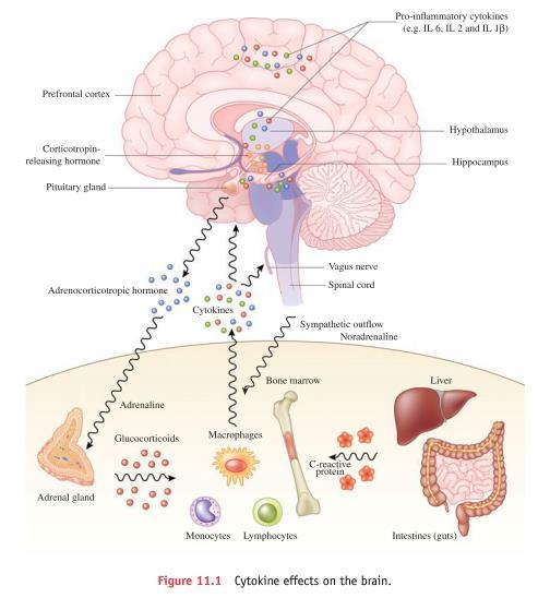 SİTOKİNLER HİPOTALAMUS HİPOFİZ ADRENAL