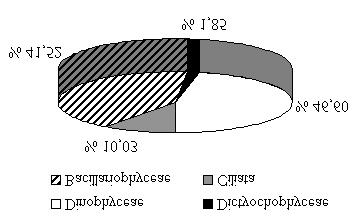 Şekil 7. Eylül 1998 periyodunda Dinophyceae, Bacillariophyceae ve Ciliata sınıflarının istasyonlardaki dağılımları Şekil 8.