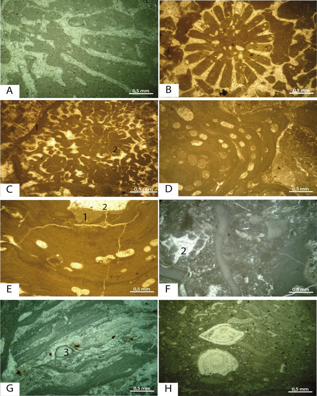 Fatma TARAF, Muhsin EREN, Kemal GÜRBÜZ Şekil 5. Resif çekirdeği fasiyesi fotoğrafları: A-B) Mercanlı çatıtaşı mikrofasiyesi (A: Litharaeopsis cf.