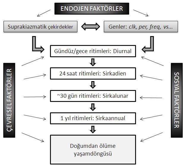 Şekil 4. Kronobiyolojik ritmlerin şematik yapısı 52 İnsanın sirkadyen ritmi yaklaşık 25 saattir.