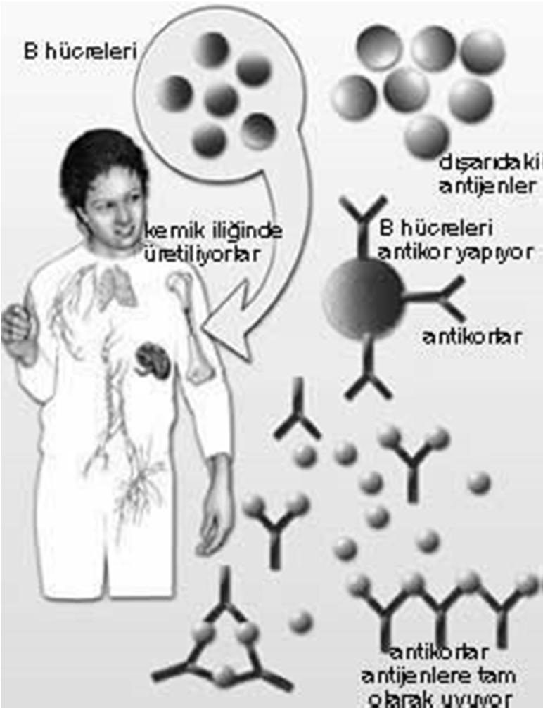 Antikorlar Konukçuda bağışık yanıt sonucunda antijenlere karşı oluşturulan ve bu antijenlerle özgül olarak birleşebilen protein yapısındaki maddelerdir.