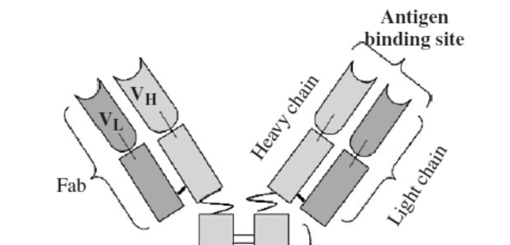 28 Fab: Fragment antigen