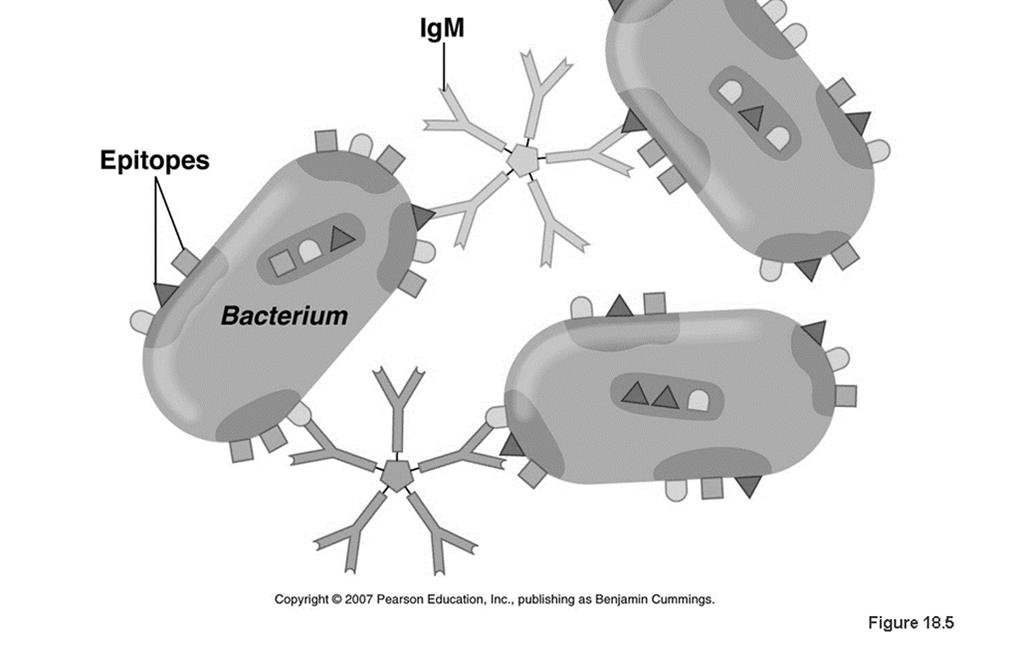 Aglütinasyon testinde partiküler haldeki bakteri eritrosit gibi antijenlerin hücre