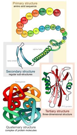 Proteinlerin denatürasyonu neden gereklidir? Molekülün büyüklüğü ve üç boyutlu yapısı bulunduğu ortamdaki hareketini etkiler.