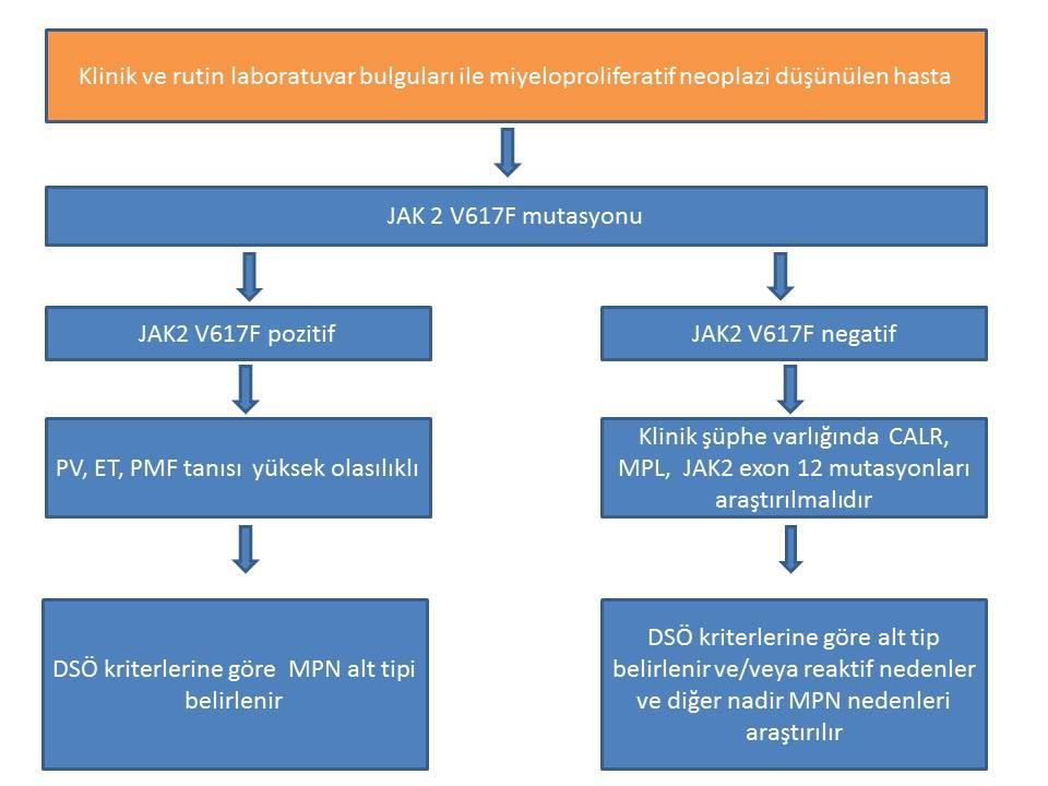 DSÖ: Dünya sağlık Örgütü PV:Polisitemia vera, ET:Esansiyel