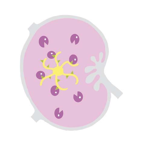 Hücre preparatları moleküler biyolojik kalitelerine ve kesin saflıklarına dair kontrol edilir.