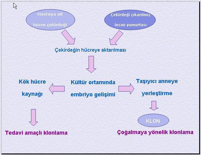 Somatik hücre çekirdek transferi (Somatic cell nuclear transfer SCNT) Uyarılabilir İndüklenmiş Pluripotent Kök hücreler (ips Hücreleri): Bu hücreler tanım olarak pluripotent özellik kazanmış somatik