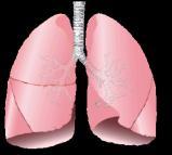 A) Akciğerler B) Deri C) Karaciğer D) Kalın bağırsak 54. p Akciğer Kalın bağırsak Deri Böbrekler 55.