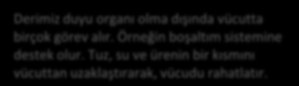 133. Derimiz duyu organı olma dışında vücutta birçok görev alır. Örneğin boşaltım sistemine destek olur.