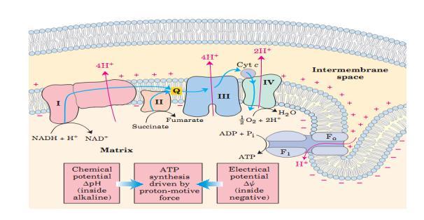 Elektron transport zinciri ve ATP sentezi 37 Faydalı olabilecek