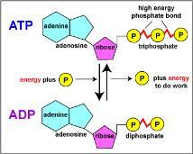 Serbest enerji Enerji taşıyıcı ATP Yapısındaki fosfat bağları yüksek enerjili bağlardır ATP organizmada üç şekilde sentezlenir Substrat