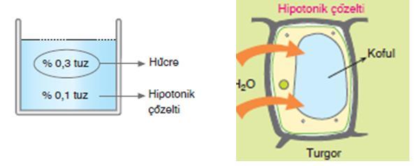 1. Hipotonik Çözelti: Hipo az demektir.