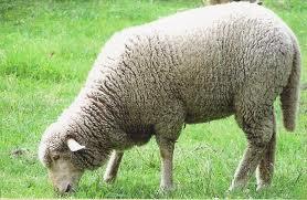 Koyun Hiçbir şeye gıkı çıkmaz, Katır kadar çok çalışmazlar ve inek kadar para
