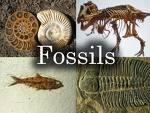 Evrim teorisi ile ilgili kavram yanılgıları 10 Fosil kayıtlarındaki boşluklar evrim teorisini çürütmektedir Canlılık tarihinde yer almış ve yok olmuş bütün canlıların fosilleri bulunmamıştır.