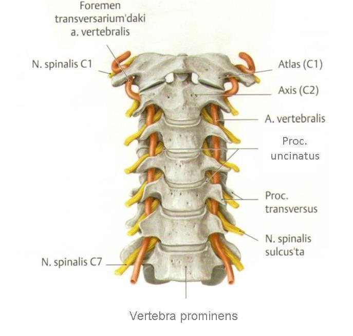 arcus posterior atlantis arasındadır. Arteria vertebralis in bu parçası, trigonum suboccipitale içerisinde, m. semispinalis capitis ile örtülüdür.