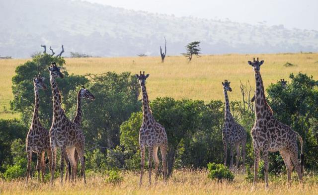 Gün 11 Ekim 2017 Çarşamba : Ngorongoro Serengeti Kahvaltının ardından Ngorongoro otelimizden ayrılıyor ve tüm gün sürecek safari programı ile birlikte Serengeti ye hareket