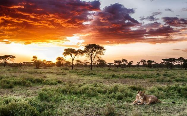 7.Gün 14 Ekim 2017 Cumartesi : Lake Manyara Arusha Kahvaltının ardından gün boyu Lake Manyara da safari yapacağız.