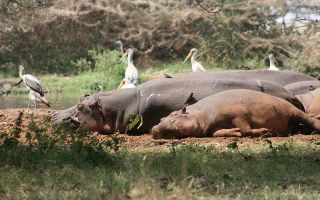 Ayrıca yüzlerce kuş türünü de yakından gözlemleyebileceksiniz. Öğle yemeğini safari sırasında paket olarak alıyoruz. Safarinin ardından Arusha ya geçiyoruz.