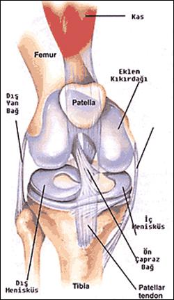 Femur, tibia ve patella arasında oluşmuş bir eklemdir.