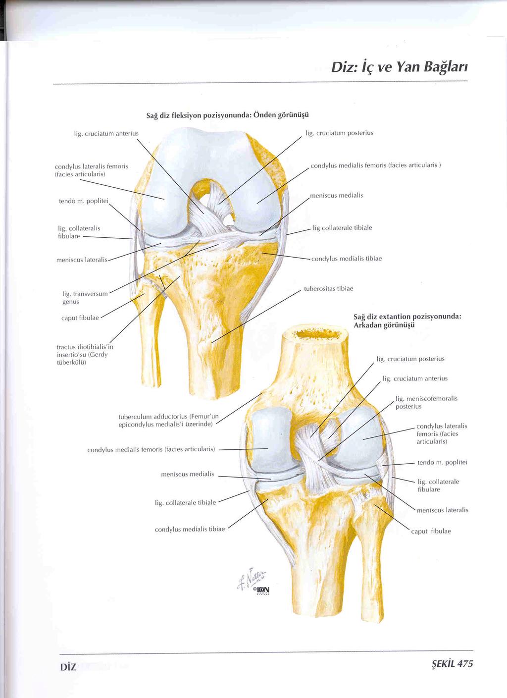 Kapsül ve Bağlar Anterior Kompleks Medial kompleks