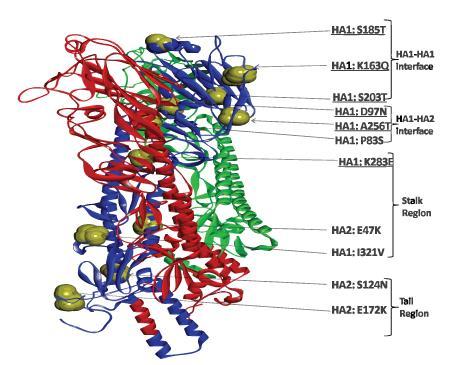 A/California/07/2009 suşundaki Hemaglütinin proteininin üçlü boyutlu kuaterner yapısı (Parida et al.