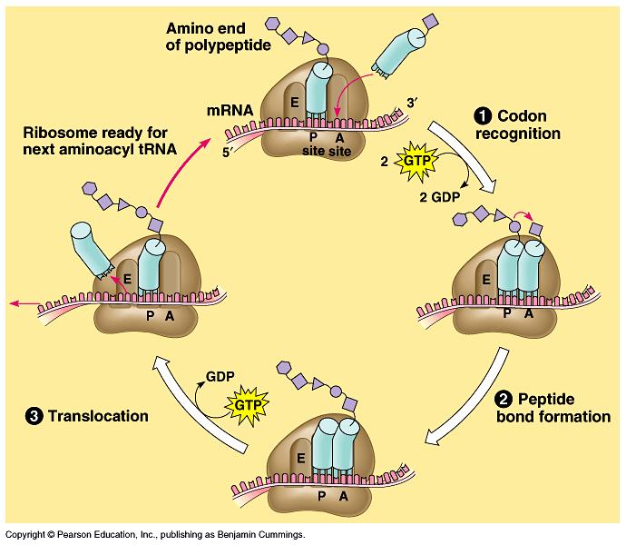 Translasyonun