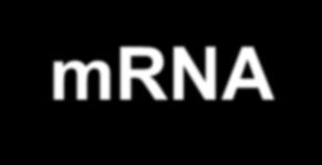 Uzama aa1 peptide bond aa2 aa3 3-tRNA anticodon Hidrojen bağları