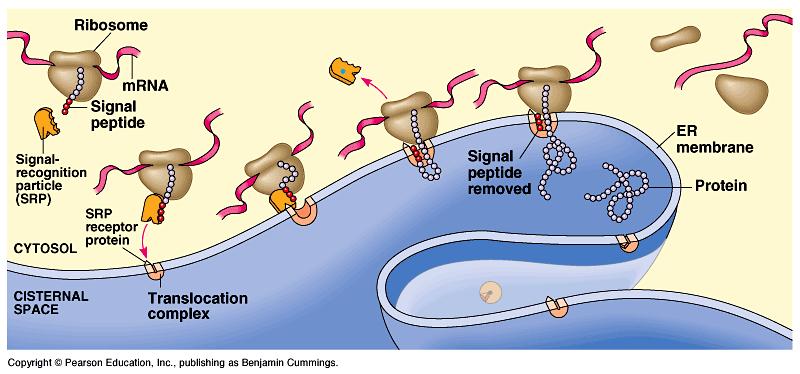 Proteinlerin sentez sonrası