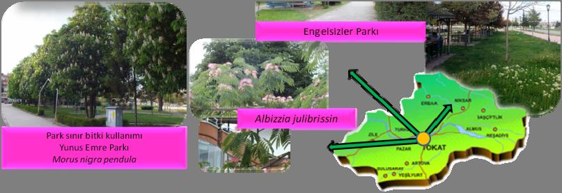 Yeşilırmak kenarında bulunan parklarda en çok kullanılan ağaç türleri Figure 8.