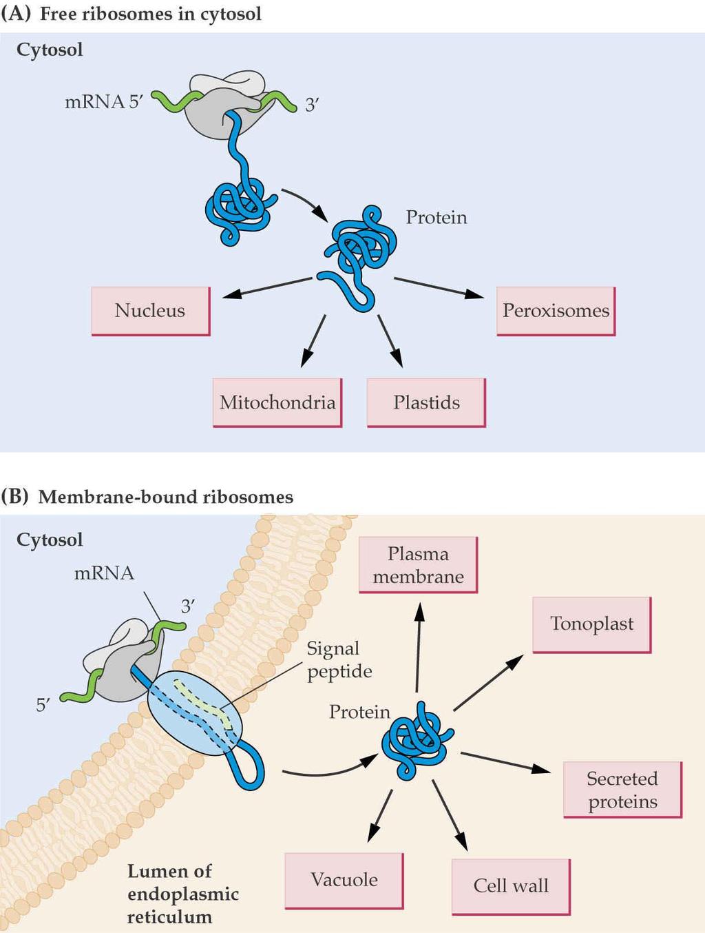 İki tip sitosolik ribozom vardır. Serbest ve bağlı.