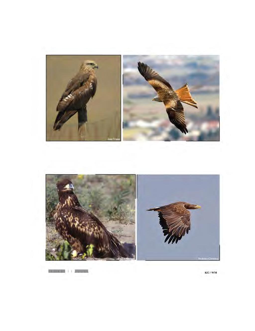 Familya / Family Latince Adi / Latine Name Türkçe Adi / Turkish Name İngilizce Adı / English Name T K /C S Accipitridae Milvus milvus Kızıl Çaylak Red Kite NT