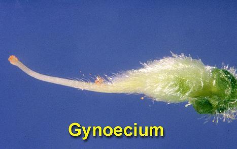 DİŞİ ORGAN Dişi organ (gynoecium), yumurtalık (ovary) dişicik borusu (style) ve