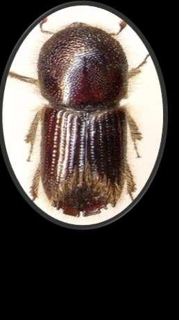 Ips sexdentatus (On İki Dişli Kabuk Böceği) TANIMI VE BİYOLOJİSİ Ips cinsinin en büyüklerindendir, 5,5-8 mm. büyüklüğündedir. Erginleri parlak kahverengi renklerde olup üzerlerinde uzun kıllar vardır.