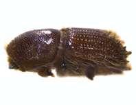 Olgun erkek böcek 1-9 dişi böcek ile çiftleşebilir. Ana yol kol sayısı dişi böcek sayısı ile bağlantılıdır. Bir dişi böcek açtığı ana yola 10-60 arasında yumurta bırakmaktadır.