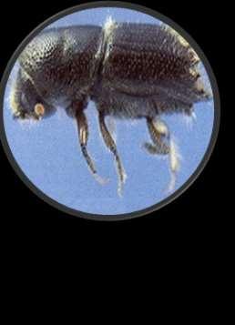 Ips typographus Sekiz İki Dişli Kabuk Böceği TANIMI Tanımı: Erginleri, 4,2-5,5 mm. uzunluğunda ve koyu kahverengi rengindedir. Üzerinde uzun kıllar vardır.