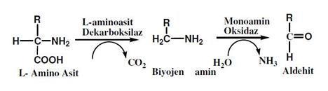 7 1.5.Biyojen Aminlerin Oluşum Mekanizması Amino asitler, yapılarında en az bir amino ve karboksil grubu bulunan, gıdalarda ve fizyolojik sıvılarda bulunan önemli bileşiklerdir.