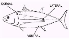 27 Şekil 1.7.Ton balığı vücudunda histaminin yoğun olarak bulunduğu bölgeler (Craven ve ark., 1995).