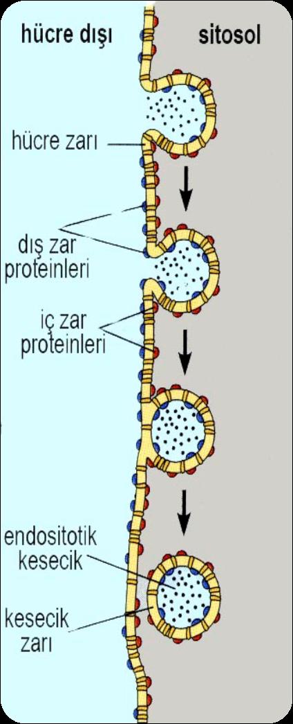 Pinositoz Klathrin kılıf 1. Zarın içeri doğru çukurlaşır (Total zar yüzeyinin % 2 si) 2. Çukur derinleşir 3.