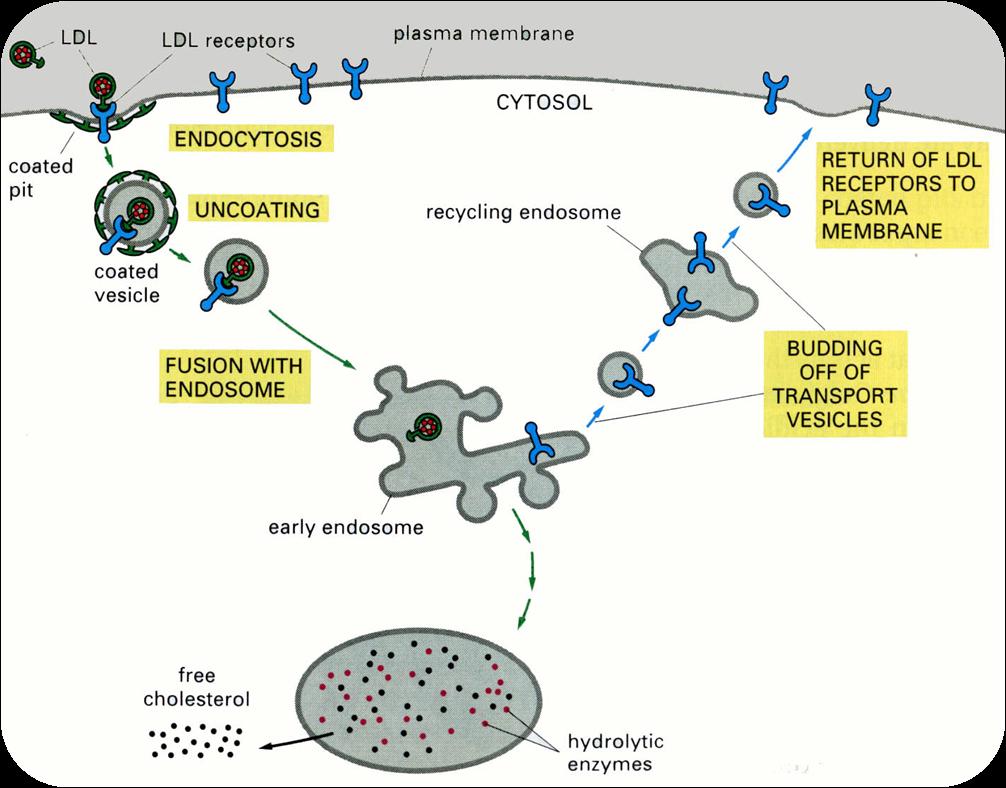 Reseptör bağımlı endositoz Hormonlar Büyüme faktörleri Enzimler Serum proteinleri Antikorlar
