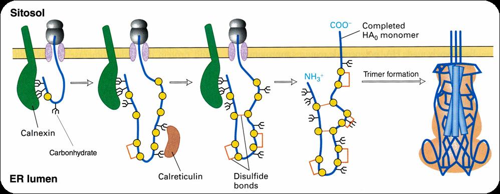 Salgılanan proteinlere granüllü ER nin katkısı Disülfid bağlarının oluşması Oluşan protein zincirinin doğru katlanması