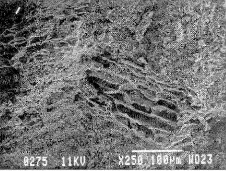 yosun parçalarının hücre çeperlerini göstermektedir.