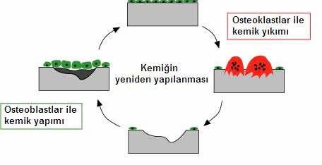 Sekil 2. Kemik remodeling siklusu Diğer etkiler; beslenme (özellikle kalsiyum alımı) ve fiziksel aktivite düzeyidir.