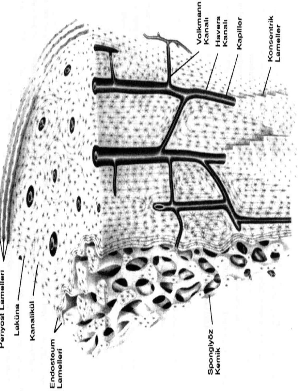 Sekil 1. Kompakt ve spongiyoz kemiğin şematik görünümü Her ne kadar daha az kütleye sahipse de trabeküler kemik, kortikal kemiklerdekinden beş kat daha fazla toplam yüzey alanına sahiptir.