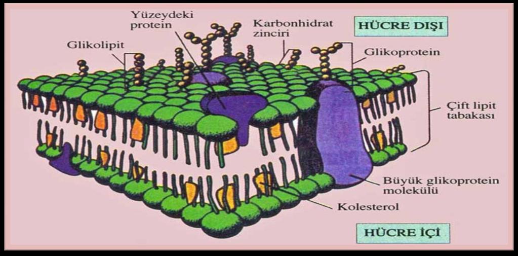 Doç. Dr.