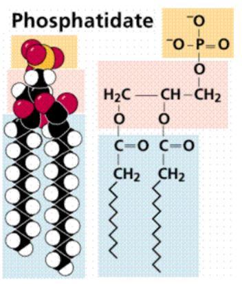 Gliserolün C-1 ve C-2 hidroksil gruplarına ester bağı ile 2 yağ asidinin bağlı olduğu yapı
