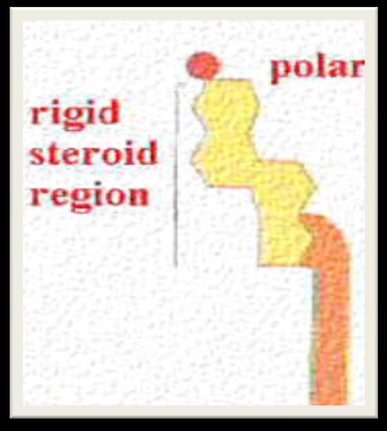 3. Kolestrol Kolestrol ve türevleri steroid adı verilen yapıyı